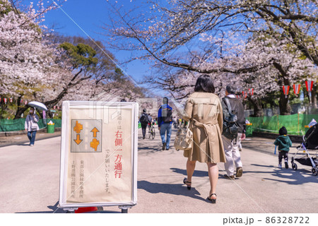 コロナ禍の上野恩賜公園の桜並木・一方通行規制のさくら通りを歩く人々 / （2021年3月） 86328722