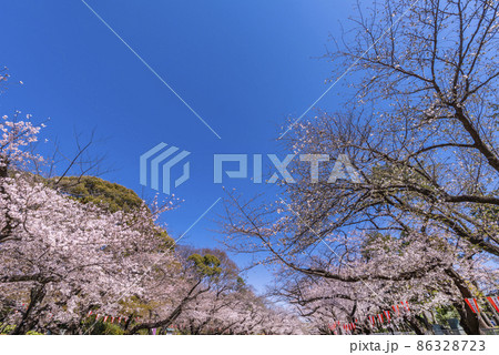 快晴の上野恩賜公園・さくら通りの桜並木(2021年3月) 快晴の上野恩賜公園・さくら通りの桜並木(2021年3月) 86328723