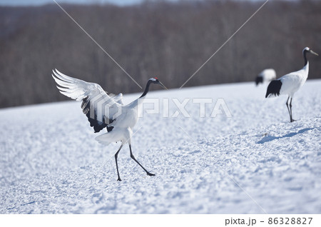 翼を広げて着陸するタンチョウ（北海道・鶴居） 86328827