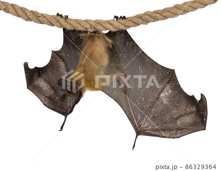 Fruit bat chiroptera on white background 86329364
