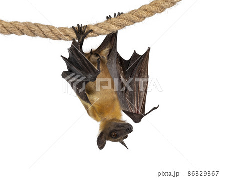 Fruit bat chiroptera on white background 86329367