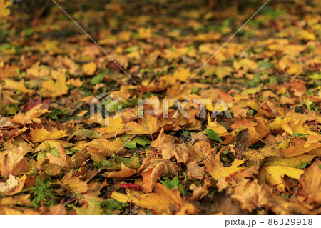 Yellow fall leaves of maple on the ground in the forest. Macro photo of colorful foliage in sunlight. Autumn countryside on a sunny day. Tilt-shift effect. Soft focus. 86329918