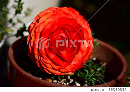 大きな花を咲かせる赤いラナンキュラス 86330335