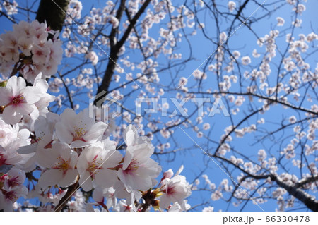 青空と満開の桜 青空と満開の桜 86330478