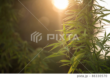 Cannabis, or hemp leaves in farm at sunset Cannabis, or hemp leaves in farm at sunset 86330570