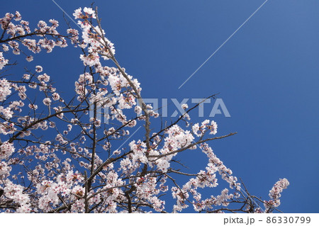 青空と満開の桜 青空と満開の桜 86330799