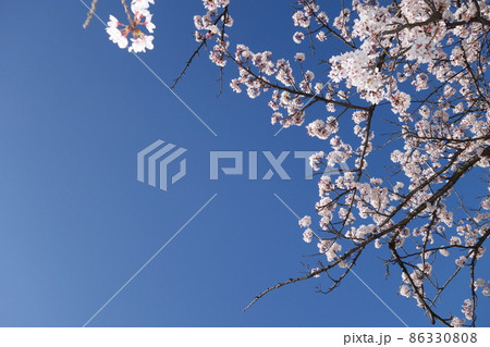 青空と満開の桜 86330808