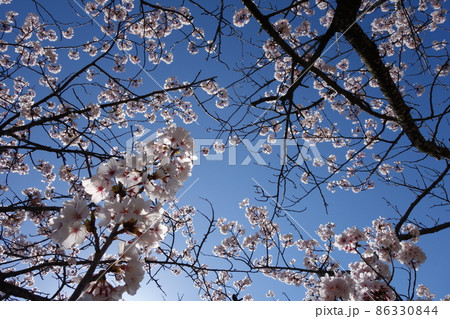 青空と満開の桜 86330844