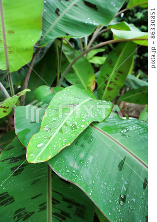 banana plant, blood banana or Musa acuminata or Musa balbisiana banana plant, blood banana or Musa acuminata or Musa balbisiana 86330851