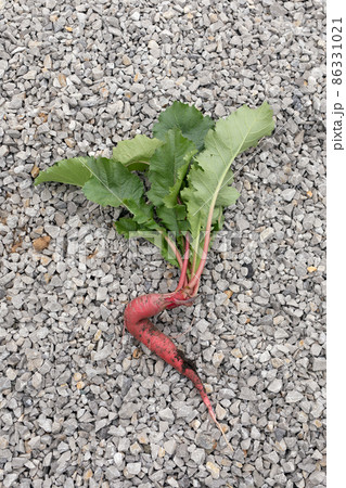 Crooked, ugly radish with green leaves on crushed stones Crooked, ugly radish with green leaves on crushed stones 86331021