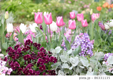 春のナチュラルガーデン 86331135