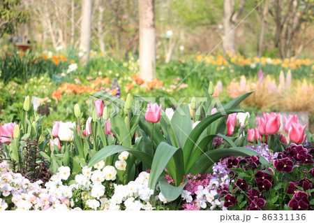 春のナチュラルガーデン 86331136