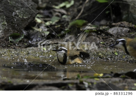 水浴びをする、タイ、ベトナム等東南アジアのジャングルに住む小鳥ヒメクビワガビチョウ 86331296