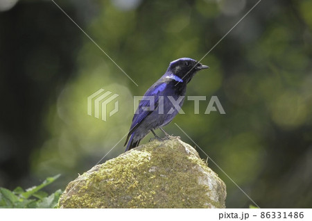 タイ、ベトナム、マレーシア等東南アジアからヒマラヤに住む青い色が鮮やかで美しいオオアオヒタキ 86331486