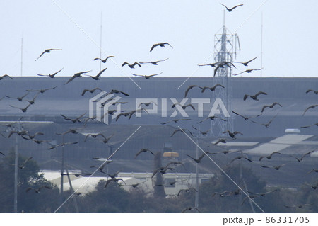 大牟田市　三池港　飛翔する鵜の群れ、 86331705