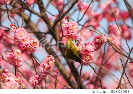 梅の花に止まるメジロ 86332093