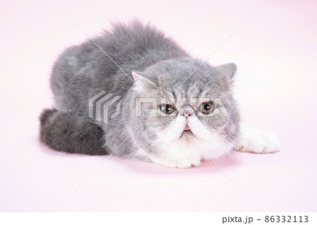 ピンクバックと伏せたエキゾチックショートヘアー ピンクバックと伏せたエキゾチックショートヘアー 86332113