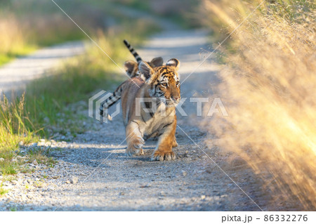 Pair of cute Bengal tiger cubs on a walk behind each other. 86332276
