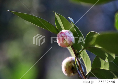 椿の蕾 椿の蕾 86332446