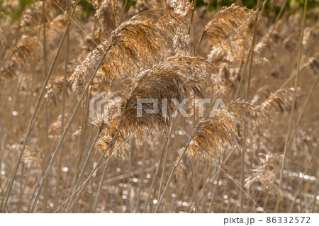 Russia. May 15, 2021. Morning view of spring reeds on Sukhodolsky lake. 86332572