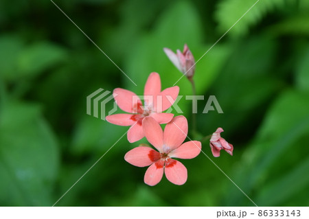 ヒメオウギ ヒメオウギ 86333143