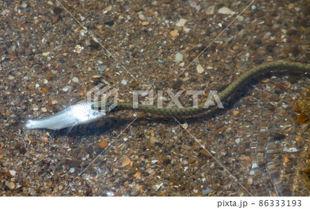 Natrix tessellata water snake on the beach 86333193