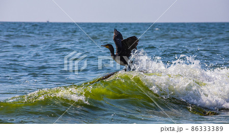 A great cormorant taking off from a lake's surface A great cormorant taking off from a lake's surface 86333389