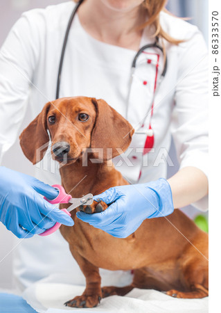 Clipping a dog's nails. Dog grooming. Girl cuts the dog's nails. 86333570