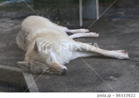 天王寺動物園のチュウゴクオオカミ 天王寺動物園のチュウゴクオオカミ 86333622