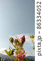 芙蓉 芙蓉 86334052