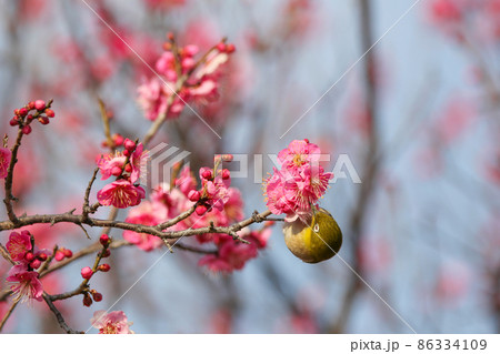 梅の花に止まるメジロ 梅の花に止まるメジロ 86334109