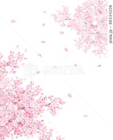 美しく華やかな満開の桜の花と花びら舞い散る春の白バックフレームベクター素材イラスト 86334206