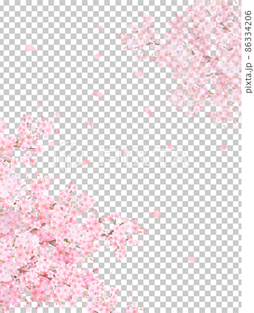 美しく華やかな満開の桜の花と花びら舞い散る春の白バックフレームベクター素材イラスト 86334206