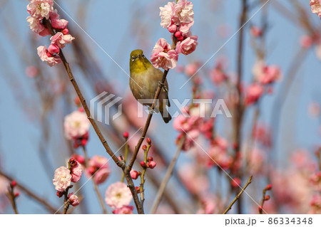 梅の花に止まるメジロ 86334348