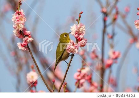 梅の花に止まるメジロ 梅の花に止まるメジロ 86334353