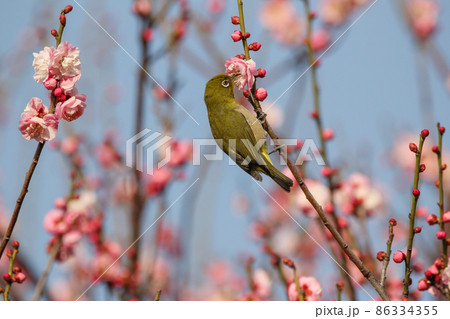 梅の花に止まるメジロ 梅の花に止まるメジロ 86334355