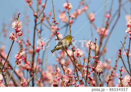 梅の花に止まるメジロ 86334357