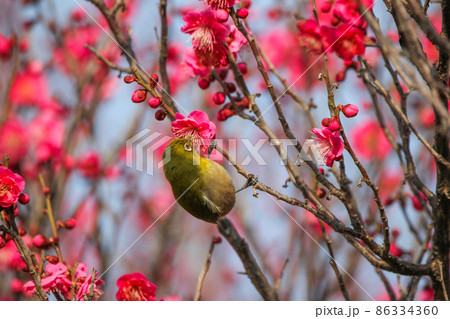 梅の花に止まるメジロ 86334360