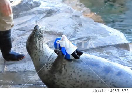 しながわ水族館　ぬいぐるみを持ちエサをもらうゴマフアザラシ 86334372