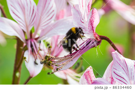 dictamnus is pollinated by bumblebees. Pink-purple flowers bloom in the wild in drops of dew under sunlight dictamnus is pollinated by bumblebees. Pink-purple flowers bloom in the wild in drops of dew under sunlight 86334460