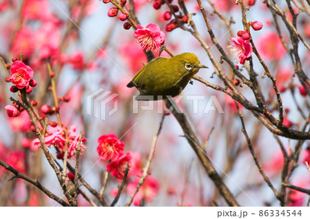 梅の花に止まるメジロ 86334544