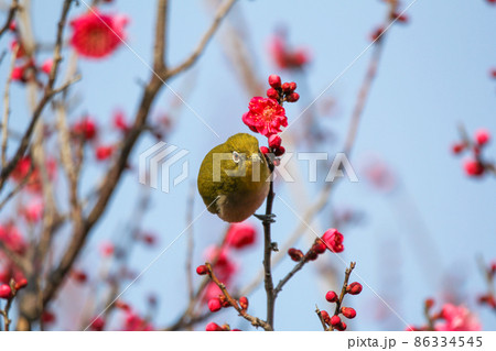 梅の花に止まるメジロ 86334545