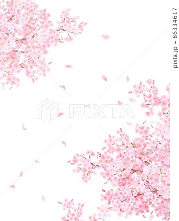 美しく華やかな満開の薄いピンク色の桜の花と花びら舞い散る春の白バックフレームベクター素材イラスト 86334617