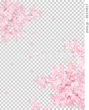 美しく華やかな満開の薄いピンク色の桜の花と花びら舞い散る春の白バックフレームベクター素材イラスト 86334617