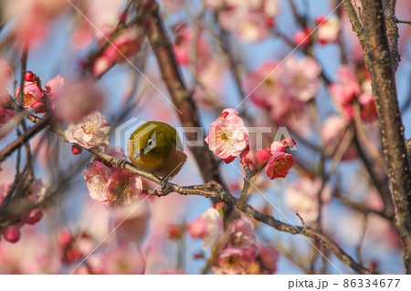 梅の花に止まるメジロ 86334677