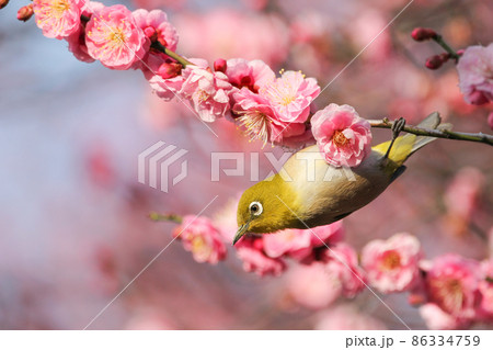 梅の花に止まるメジロ 梅の花に止まるメジロ 86334759