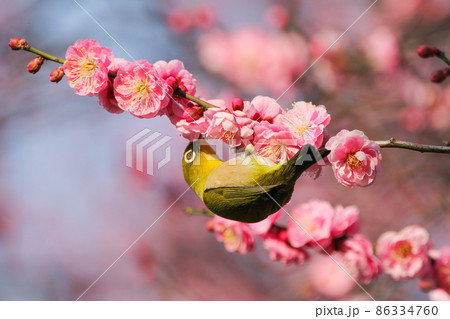 梅の花に止まるメジロ 梅の花に止まるメジロ 86334760