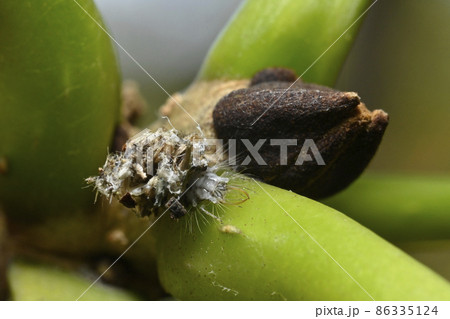 クサカゲロウ幼虫 クサカゲロウ幼虫 86335124