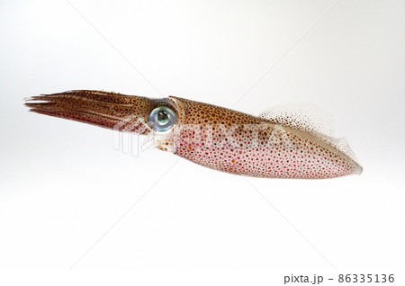 マメイカ 86335136