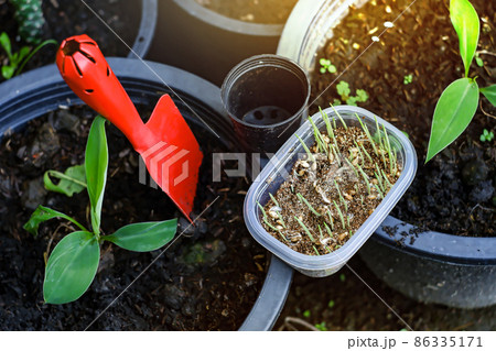 Wheat grass in the clear pots and red shovel on the ground 86335171